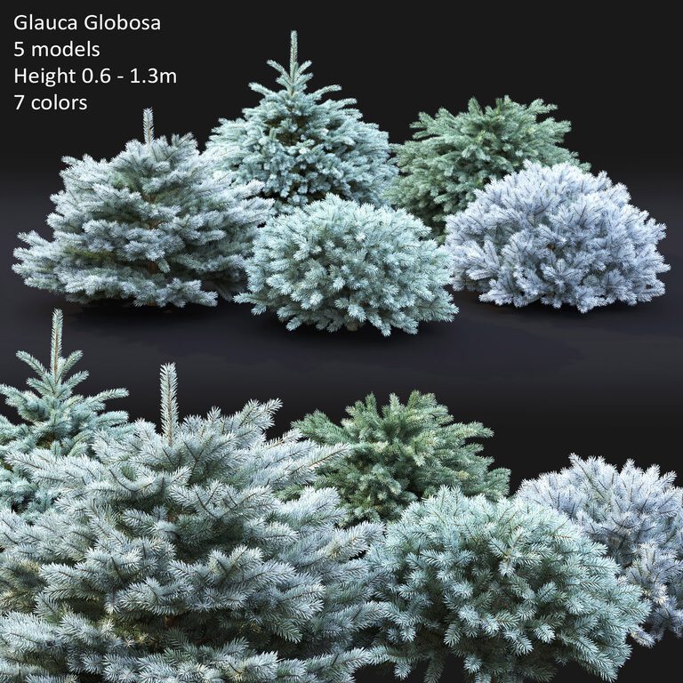 Glauca Globosa #2 (109397), 3d model 1