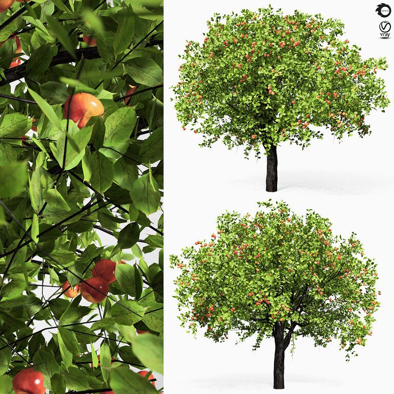 Apple tree 6s (112688) 3D model - Download 3D model Apple tree 6s ...