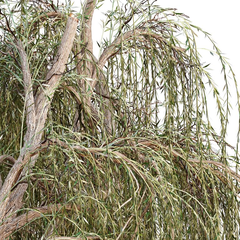 Weeping Willow Tree (108100) 3D model - Download 3D model Weeping ...
