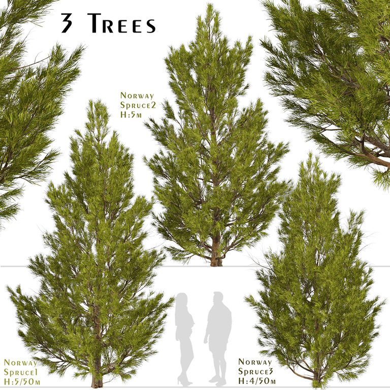 Set of Norway spruce Trees (Picea abies) (3 Trees) (119718) 3D model ...