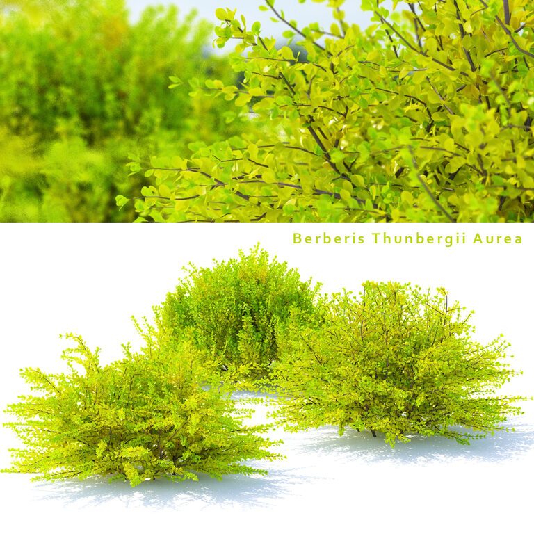 Berberis Thunbergii Aurea (124008), 3d model 1
