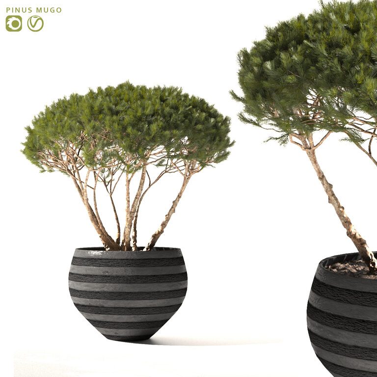 Pine Mountain Pinus Mugo в Кашпо (127337), 3d модель 1