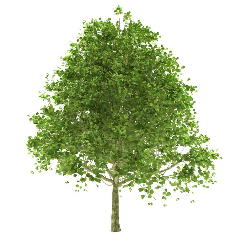 Alder tree (132750), 3d model 1