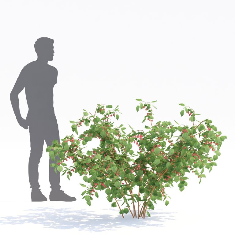 Raspberry Tree Model Raspberry bushes | Raspberries (135431) 3D model - Download 3D model ...
