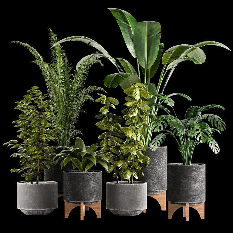 Indoor plants 01 (137566), 3d model 1
