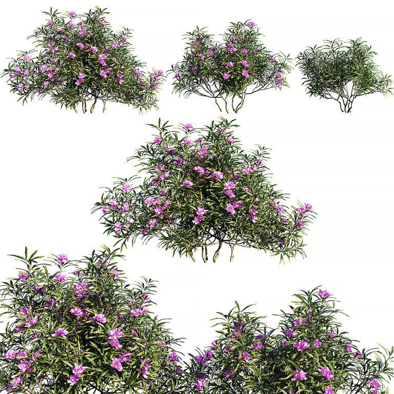 rhododendron wuchshöhe Früh-Rhododendron - Rhododendron praecox main image 0