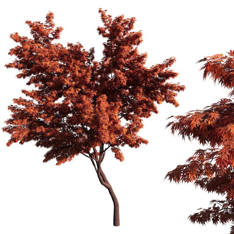 Acer palmatum Tree maple (145724) 3D model - Download 3D model Acer ...