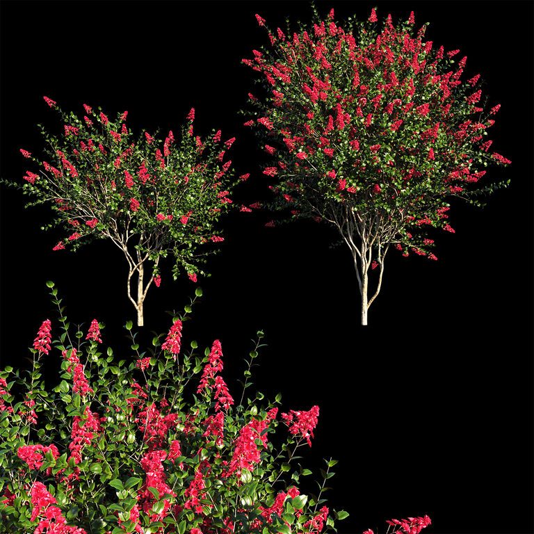 Индийская сирень красной | Lagerstroemia indica red (145729), 3д модель 1