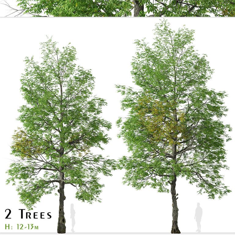 Set of Black ash Tree ( Fraxinus nigra ) (2 Trees) (166626), 3d model 1