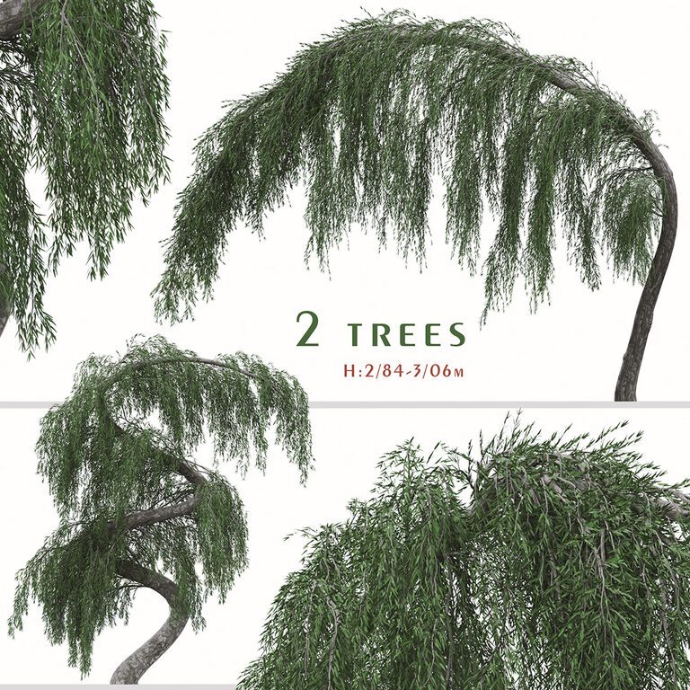 Set of Larix Kaempferi Pendula Tree (Japanische Hänge Lärche) (2 Trees) (168236), 3d model 1