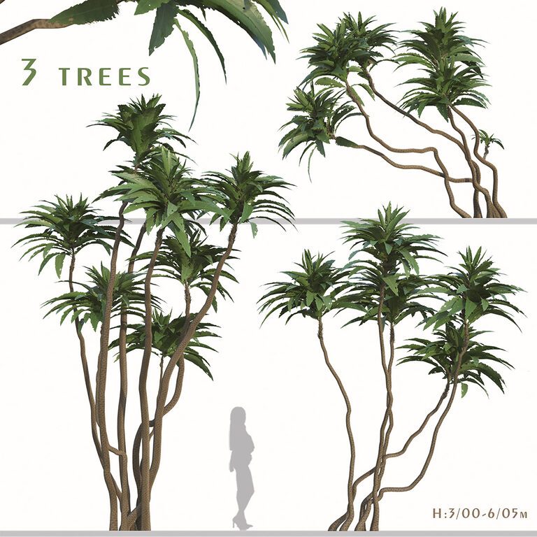Set of Ficus pseudopalma Trees (Philippine fig) (2 Trees) (175059), 3d model 1