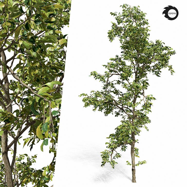 Tree 01 (182449), 3d model 1