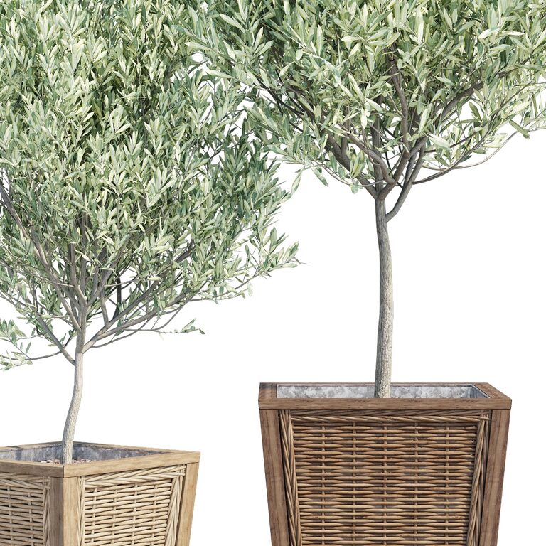 Plants Melfa (186548) 3D model - Download 3D model Plants Melfa (186548 ...