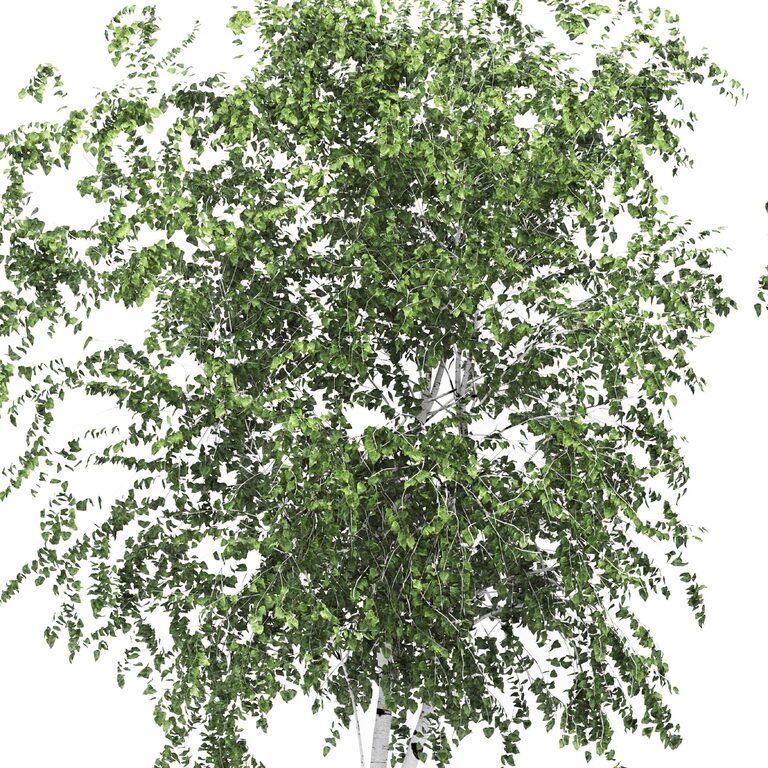 Birch tree set 1 (194007) 3D model - Download 3D model Birch tree set 1 ...