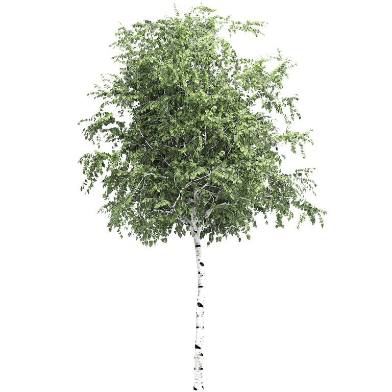 Birch tree set 2 (194008) 3D model - Download 3D model Birch tree set 2 ...