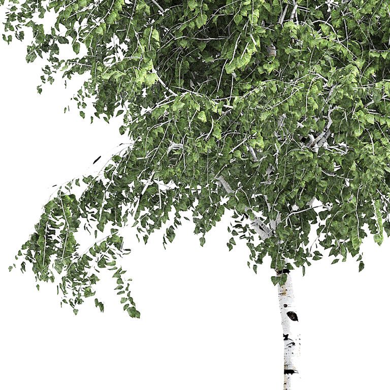 Birch tree set 2 (194008) 3D model - Download 3D model Birch tree set 2 ...