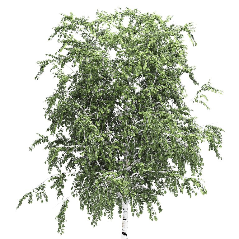 Birch tree set 4 (194010) 3D model - Download 3D model Birch tree set 4 ...