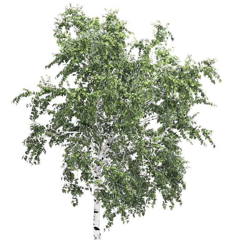 Birch tree set 5 (194011) 3D model - Download 3D model Birch tree set 5 ...