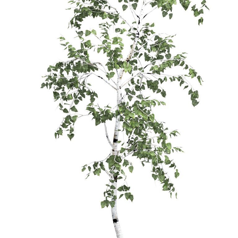 Birch tree set 6 (194012) 3D model - Download 3D model Birch tree set 6 ...