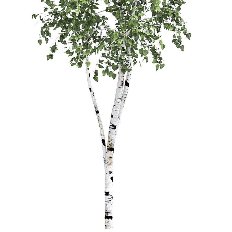 Birch tree set 7 (194013) 3D model - Download 3D model Birch tree set 7 ...