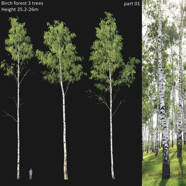 Birch forest Part #1 (194081) 3D model - Download 3D model Birch forest ...