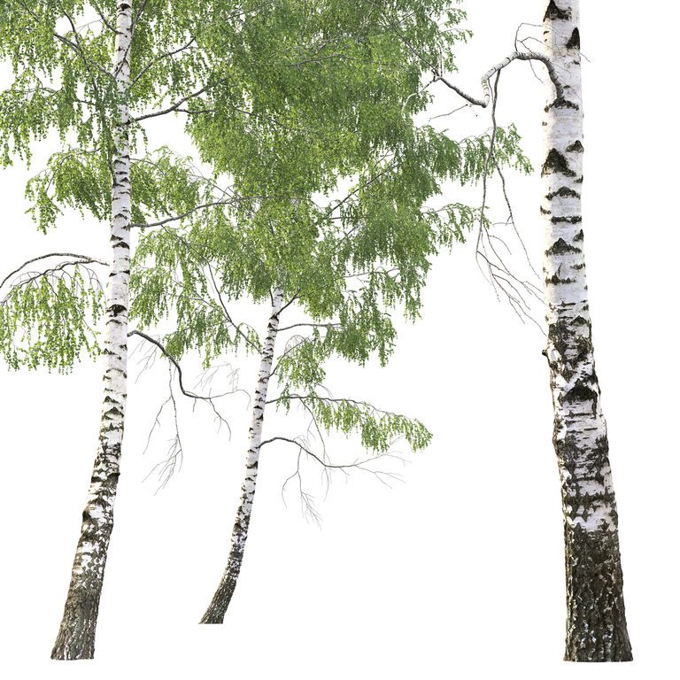 Birch forest part 5 (196429) 3D model - Download 3D model Birch forest ...