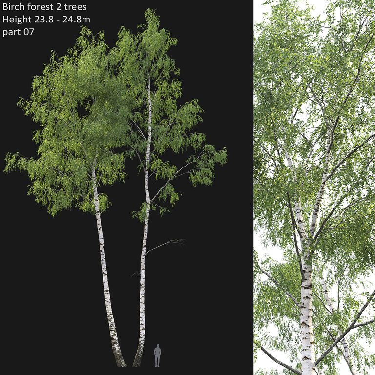 Birch forest part 7 (196432) 3D model - Download 3D model Birch forest ...