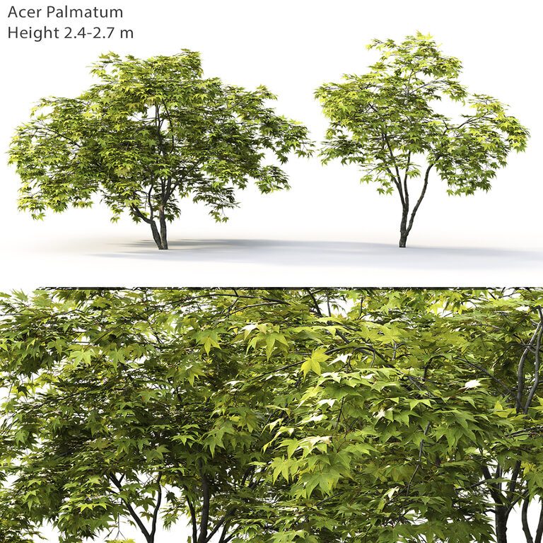 Клён веерный | Acer Palmatum #2 (22372), 3д модель 1