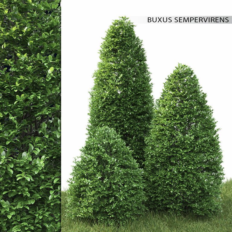 Самшит | Buxus sempervirens #1 (25011), 3д модель 1