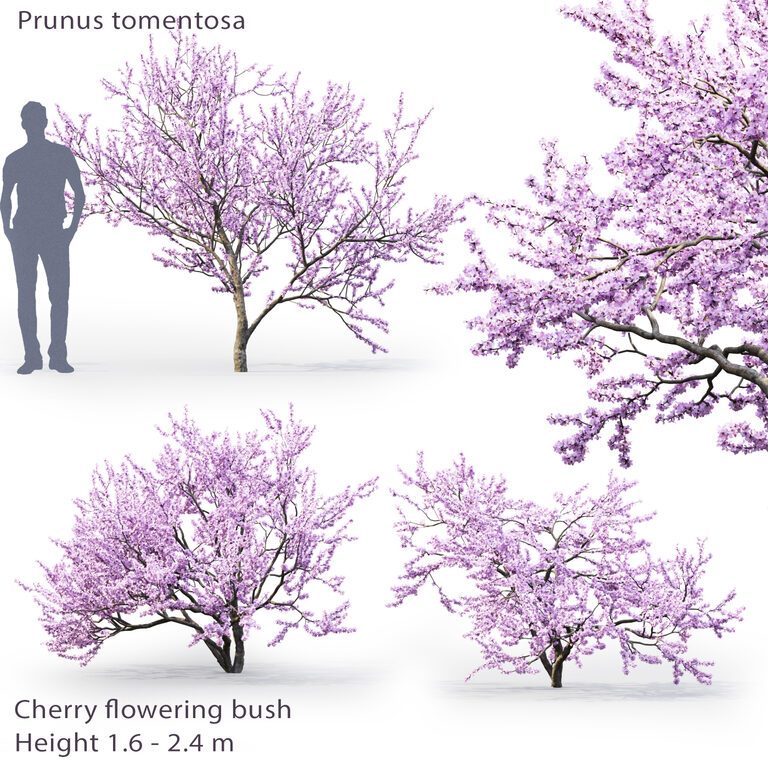 Prunus tomentosa | Cherry flowering bush #1 (25080), 3d model 1