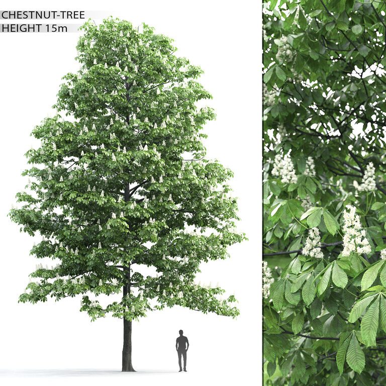 Chestnut-tree # 1 (15m) (25086) 3D model - Download 3D model Chestnut ...