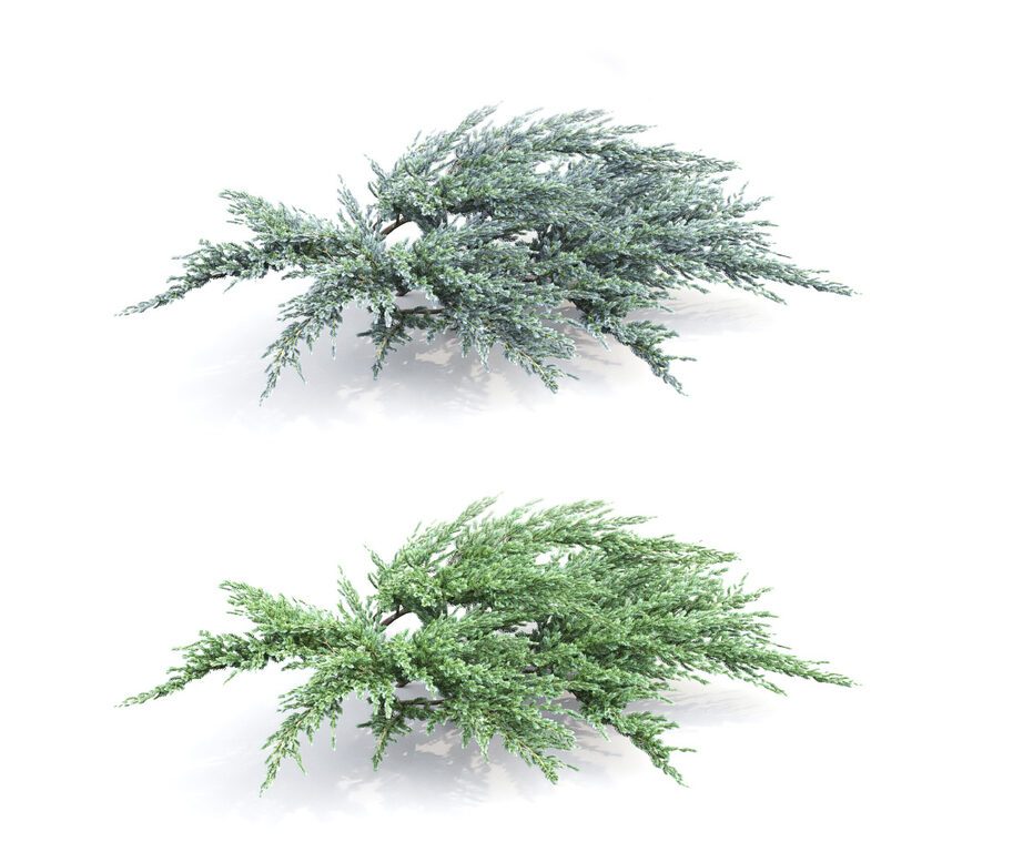 Juniperus Squamata #2 (25598) 3D model - Download 3D model Juniperus ...