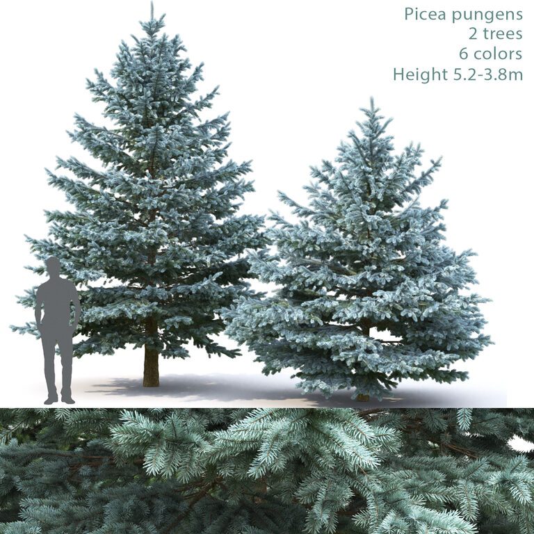 Spruce Picea Pungens #6 (5.2-3.8м) (27398), 3d модель 1