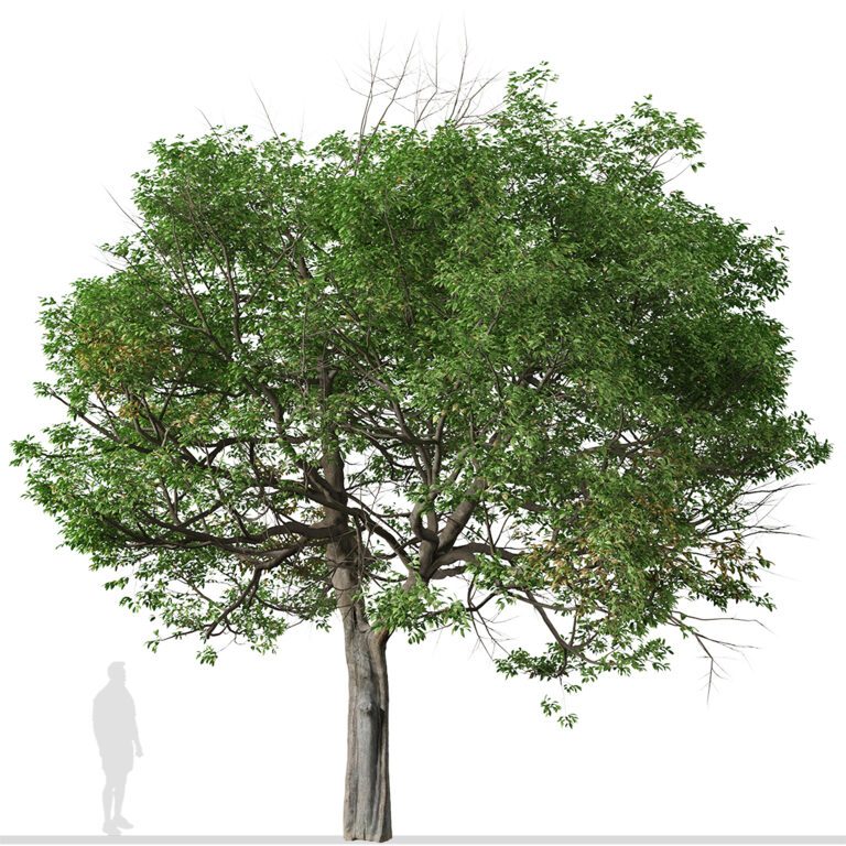Quercus suber Tree ( Cork oak ) (317016) 3D model - Download 3D model ...
