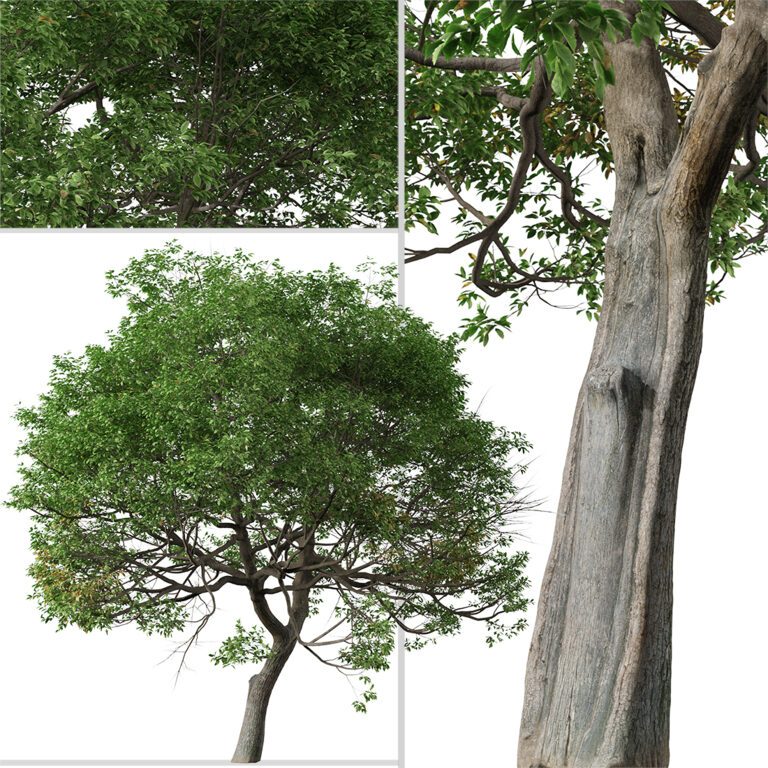 Quercus suber Tree ( Cork oak ) (317016) 3D model - Download 3D model ...