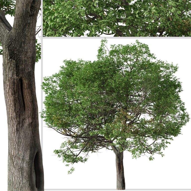 Quercus suber Tree ( Cork oak ) (317016) 3D model - Download 3D model ...