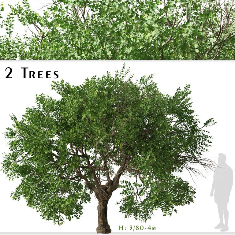 Set of Apricot Tree (Armenian plum) (2 Trees) (317147) 3D model ...