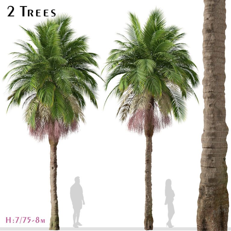 Набір пальмових пальм (Archontophoenix cunninghamiana) (2 дерева) (320573), 3d модель 1