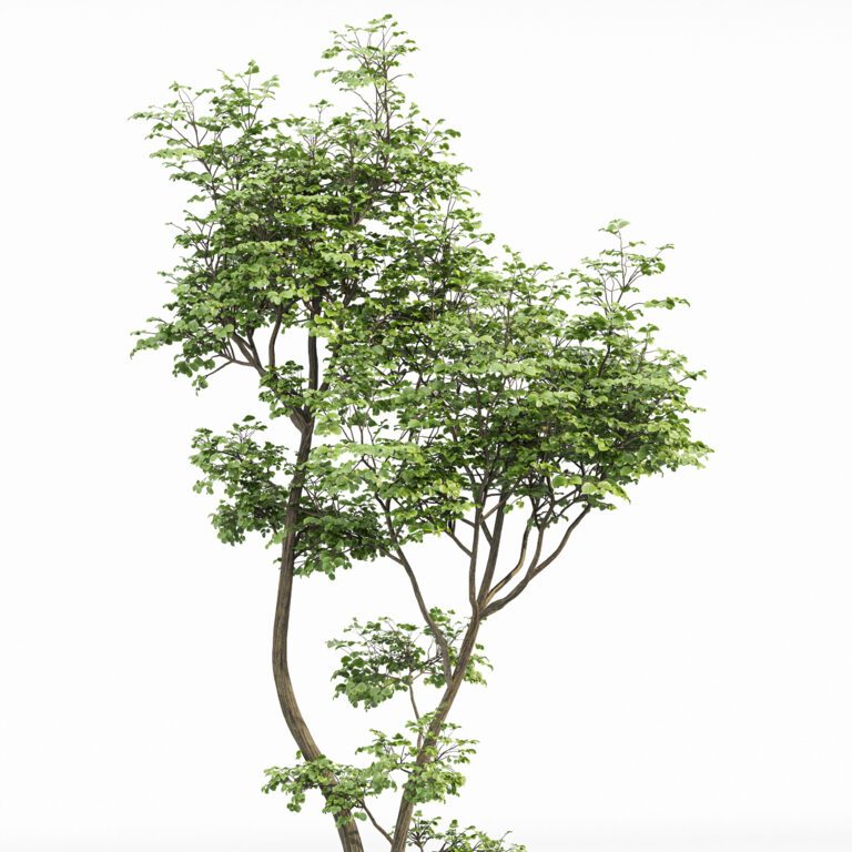 Hazel Leave Tree (325846) 3D model - Download 3D model Hazel Leave Tree ...
