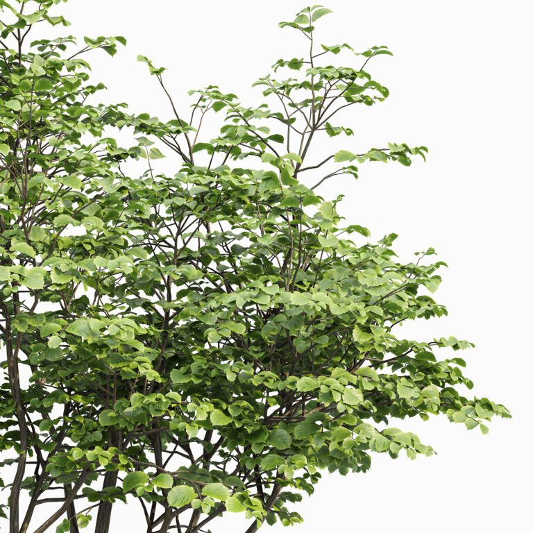 Hazel Leave Tree (325846) 3D model - Download 3D model Hazel Leave Tree ...