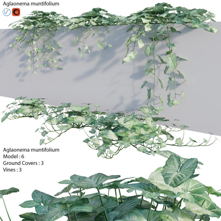 Aglaonema Muntifolium 02 (327721), 3d model 1