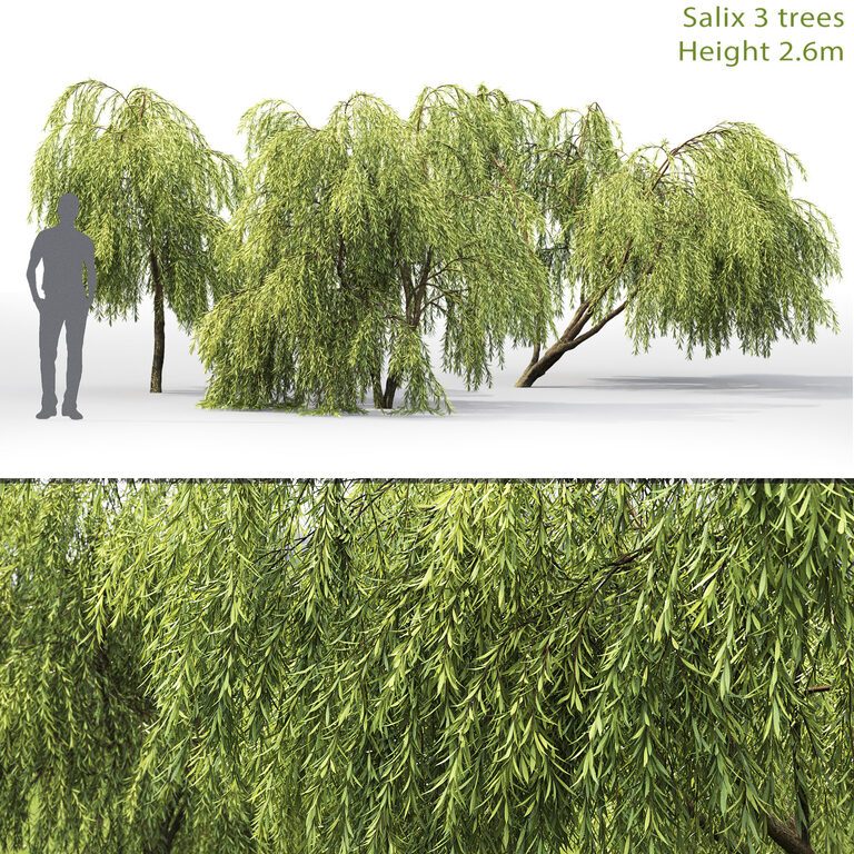 Ива | Salix #1 (2.6m) (33049), 3д модель 1