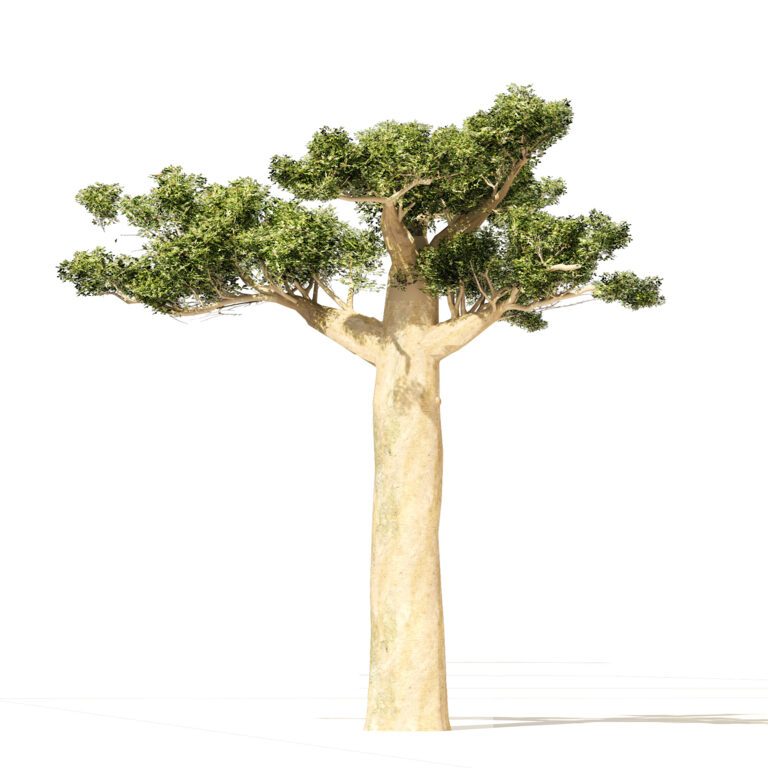 Madagascar Baobab Trees Set (331332) 3D model - Download 3D model ...