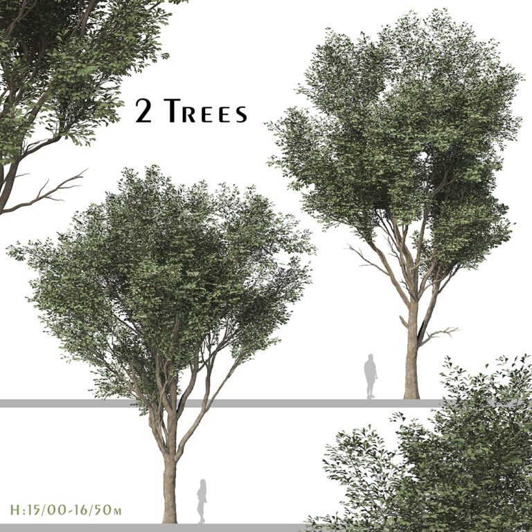 Ash Tree set Fraxinus Rhynchophylla Дерево (Manna Ash) (2 дерева) (332154), 3d модель 1