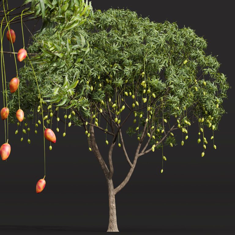 Mango Tree Model Mangifera Indica Mango Fruit Tree (333156) 3D model - Download 3D model ...