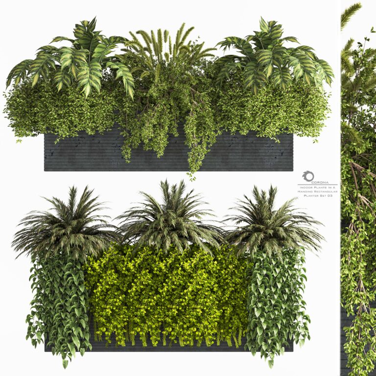 hanging succulent plant Hanging Crassula Succulent main image 1