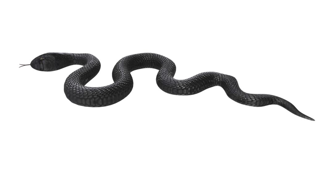Snake 338100 3D Model Download 3D Model Snake 338100 338100 Snake 338100 3d model download 3d model snake 338100 338100
