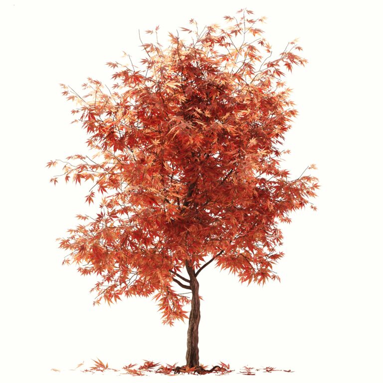 Maple tree 01 (338197) 3D model - Download 3D model Maple tree 01 ...