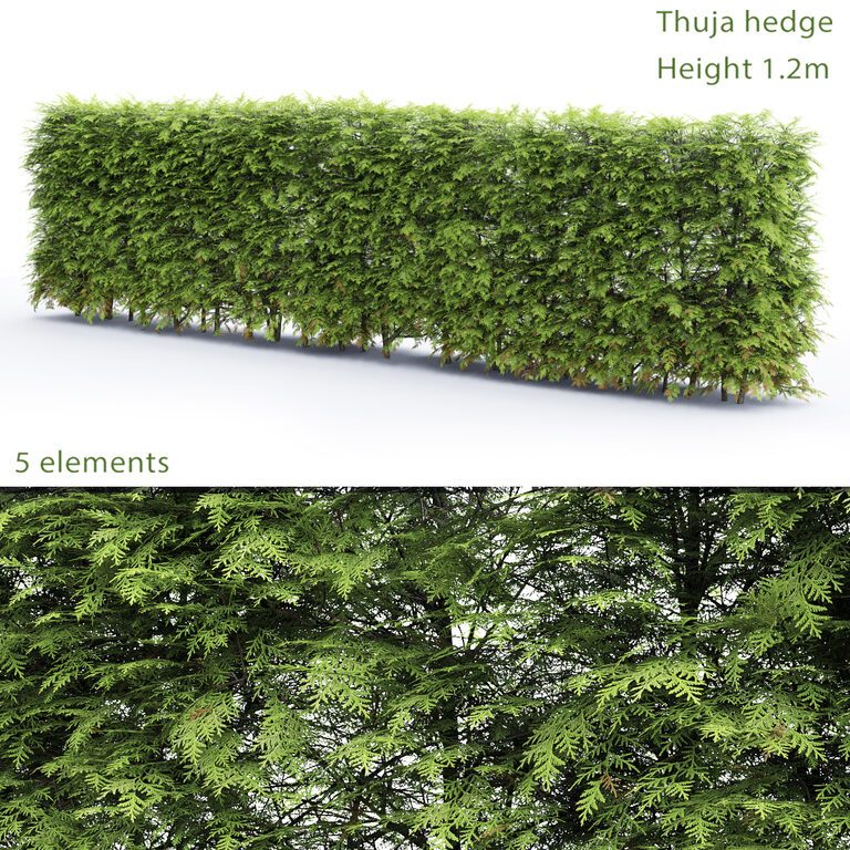Thuja hedge # 2 (1.2m) (34257) 3D model - Download 3D model Thuja hedge # 2  (1.2m) (34257) | 34257 | 3d-baza.com