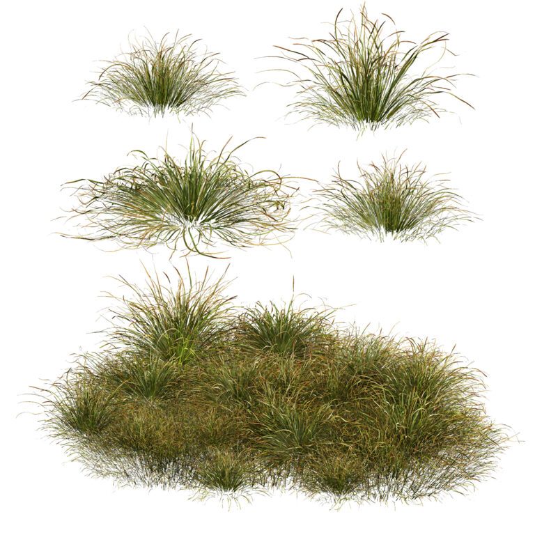 Plants Stipa arundinacea Anemanthele lessoniana Little (348708), 3d model 1